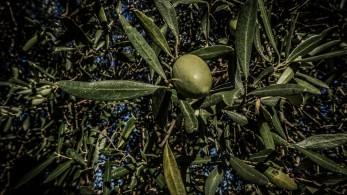 Χρυσάφι φέτος το λαδάκι - Σπάει όλα τα ρεκόρ