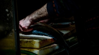 ΕΛ.ΚΕ.Θ.Ε: ασφαλής η κατανάλωση ψαριών του Παγασητικού