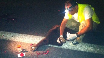 Κόνιτσα: πυροβόλησαν και σκότωσαν κοπάδι αρκούδων στην εθνική οδό