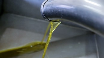 Ελαιοπαραγωγή: αναμένεται 39% μείωση στην ΕΕ το 2022-2023