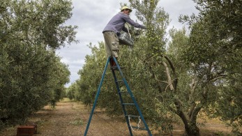Αποκλειστικό: ιδρύονται αγροτικά τμήματα στα επιμελητήρια - Ολόκληρη η νομοθετική ρύθμιση