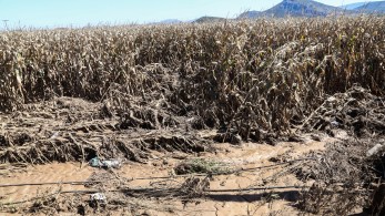 Πληρωμές 26,2 εκατ. ευρώ στους αγρότες - Ποιους αφορά