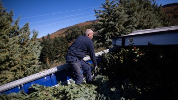 Λαμία: 50% λιγότερα έλατα στην αθηναϊκή χριστουγεννιάτικη αγορά φέτος