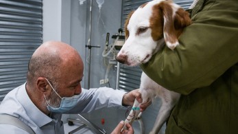 Τι πρέπει να γνωρίζετε για τις τράπεζες αίματος ζώων Τι πρέπει να γνωρίζετε για τις τράπεζες αίματος ζώων