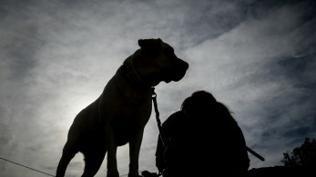 Η έκθεση στον καπνό του τσιγάρου αυξάνει τον κίνδυνο καρκίνου στους σκύλους Η έκθεση στον καπνό του τσιγάρου αυξάνει τον κίνδυνο καρκίνου στους σκύλους