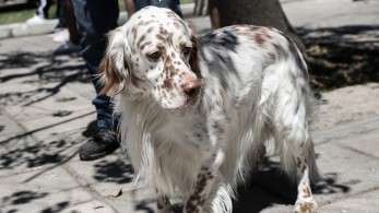Δυσπλασία, αυτός ο εφιάλτης