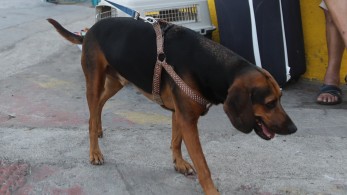 Κροκέτα ή μαγειρευτό; Το κρας τεστ για την καλύτερη διατροφή του σκύλου σου