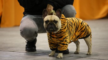 Χτίζοντας ισχυρό δεσμό με το κατοικίδιο: Τα οφέλη για τους ανθρώπους