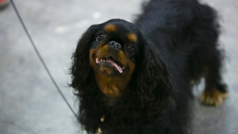 Μιλάτε στον σκύλο σας; Κάνει καλό και στους δύο