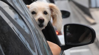 Σκούρα μάτια, «καλή καρδιά»: μελέτη ερευνά το χρώμα της ίριδας των σκύλων