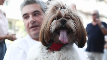 Υποαλλεργικές φυλές σκύλων: Η λύση για άτομα με αλλεργίες