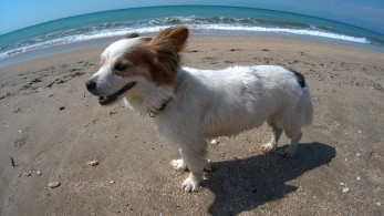 Ζάκυνθος: πρόστιμο 50.000 ευρώ σε 69χρονο που πυροβόλησε σκύλο