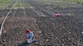 Διευρύνεται το επίδομα παιδιού στις αγρότισσες - Τα ποσά που προβλέπονται