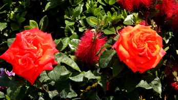 Ημέρα του Αγίου Βαλεντίνου: το αγκάθι στο εμπόριο λουλουδιών στη Βρετανία