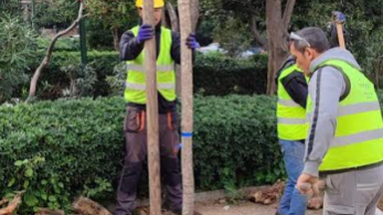 Σχεδόν τρεις χιλιάδες νέα δέντρα  φυτεύονται στην Αθήνα
