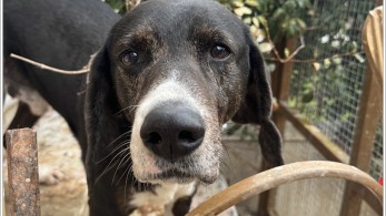 Το ξεχωριστό μήνυμα του Εθνικού Κέντρου Αιμοδοσίας για την Παγκόσμια Ημέρα Ζώων