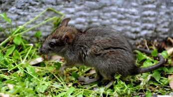 Ερευνητές κατάφεραν να αναζωογονήσουν το ανοσοποιητικό σε ηλικιωμένα ποντίκια