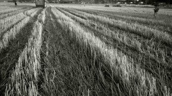 Δεν πιάστηκε κανένας με τη γίδα στην πλάτη - Η γίδα ήταν ήδη στο μικροσκόπιο