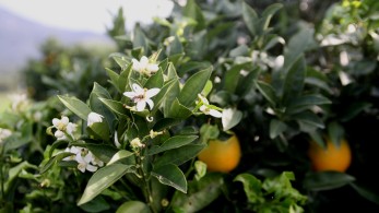 Ενισχύονται οι ελληνικές εξαγωγές στην Κίνα - Ποια προϊόντα θέλει να εισάγει