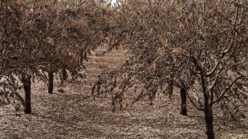 ΕΛΓΑ: καταγραφές ζημιών στις περιοχές που επλήγησαν από χαλάζι