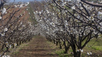 «Μιλήστε» με τα... κλικ σας για τις ανθισμένες κερασιές της Πιερίας