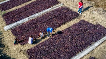 Ανάκληση συσκευασμένης σταφίδας από τον ΕΦΕΤ