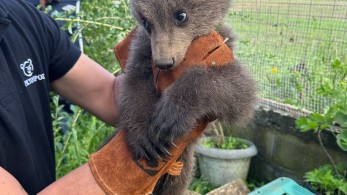 Ορφανό αρκουδάκι βρέθηκε σε αυλή σπιτιού  στην Κοζάνη - Η διάσωση από τον «Αρκτούρο»