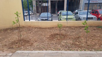 Δενδροφύτευση σε σχολεία του Πειραιά