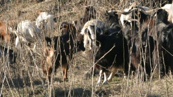 Στις Βρυξέλλες η κτηνοτρόφος που ξέρει επακριβώς «Τι ψηφίσατε, ρε γίδια»