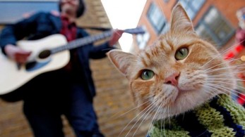 Πέθανε ο διάσημος γάτος Bob που έγινε ταινία