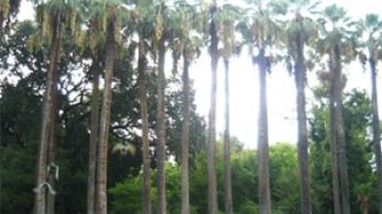 Κι όμως: Οι φοίνικες υπήρχαν από τον 19ο αιώνα στην Αθήνα! Ουασιγκτόνιες στην Πανεπιστημίου,  φοίνικες της Ομόνοιας