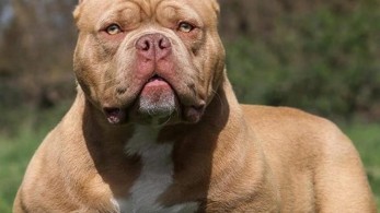 Σκύλος εισέβαλλε σε σπίτι και επιτέθηκε στον ιδιοκτήτη που κοιμόταν