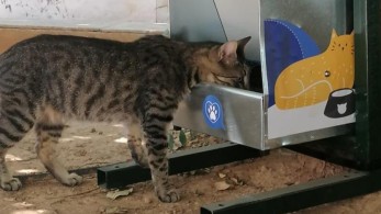 Νέες ταΐστρες για τα αδέσποτα από τον δήμο Αθηναίων (pics)