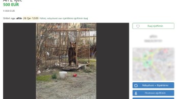 “Αγρίεψε” το παράνομο διαδικτυακό εμπόριο ζώων στην Αλβανία