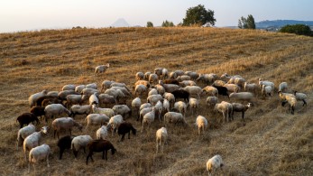 Kρούσματα πανώλης σε αιγοπρόβατα στη Θεσσαλία: κανένας λόγος ανησυχίας για τη δημόσια υγεία Kρούσματα πανώλης σε αιγοπρόβατα στη Θεσσαλία: κανένας λόγος ανησυχίας για τη δημόσια υγεία