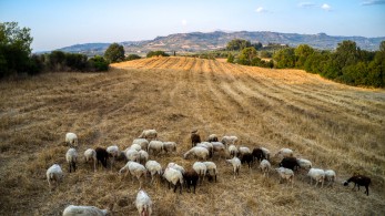 Πανώλη: δύο κρούσματα  σε αιγοπρόβατα στην Ηλεία