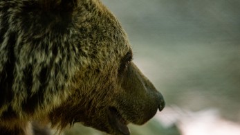 Πανικός στο Άργος Ορεστικό - Αρκούδα εγκλωβίστηκε στην πόλη