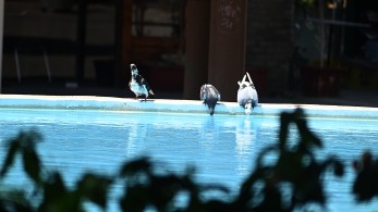 Υψηλές θερμοκρασίες μέχρι την Παρασκευή - Συμβουλές για τις ευπαθείς ομάδες