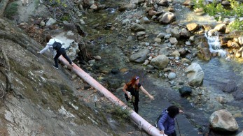 Τραγωδία στην Τροιζηνία: 10χρονο αγόρι καταπλακώθηκε από κλαδί και σκοτώθηκε