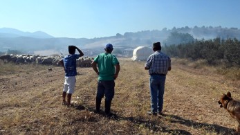 Πρώτο κρούσμα πανώλης στην Αττική: εντοπίστηκε σε μονάδα του Ασπροπύργου