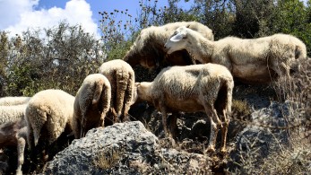 ΟΠΕΚΕΠΕ: ξύνεται στην γκλίτσα του τσοπάνη βουλιμικός κεφαλαιοκράτης ΟΠΕΚΕΠΕ: ξύνεται στην γκλίτσα του τσοπάνη βουλιμικός κεφαλαιοκράτης