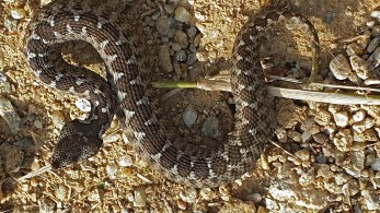 Ο ΣΥΡΙΖΑ παίρνει μαθήματα ερπετολογίας: οι οχιές είναι διμούτσουνες