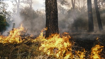 Φλέγεται η Σιβηρία: 31 δασικές πυρκαγιές - Απομακρύνονται παιδιά από κατασκηνώσεις