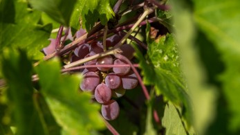 Δήμος Παιανίας: το 2ο «Οίνου Μέθεξη» ζωντανεύει την ιστορία του Μεσογείτικου Κάμπου