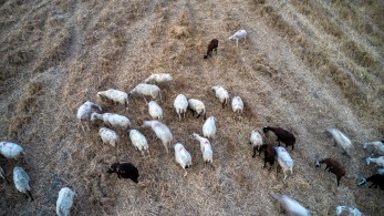 Επίδομα επικίνδυνης και ανθυγιεινής εργασίας για τους κτηνιάτρους των Περιφερειών