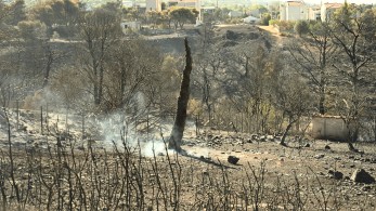 Ανάλυση δασικών πυρκαγιών σε Βαρνάβα και Πεντέλη από το ΑΠΘ-  το 10% των καμένων ήταν υψηλό δάσος