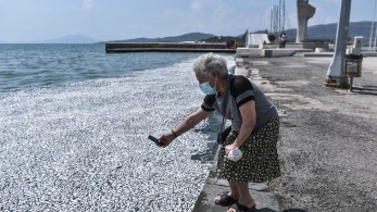 Βόλος: σε ποιες παραλίες συνιστάται η αποφυγή κολύμβησης λόγω των νεκρών ψαριών