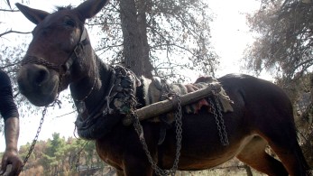 O ολιγάρχης, ο «αστέρας» της Αριστεράς, ο «κλητήρας» της κεντροαριστεράς και ο νέος (του) «Αστραχάν»