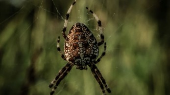 Τραγωδία στον Πύργο: κατέληξε 48χρονος που δέχθηκε τσίμπημα από αράχνη