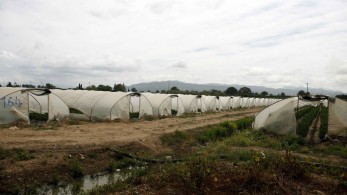 Focus στα θερμοκήπια
